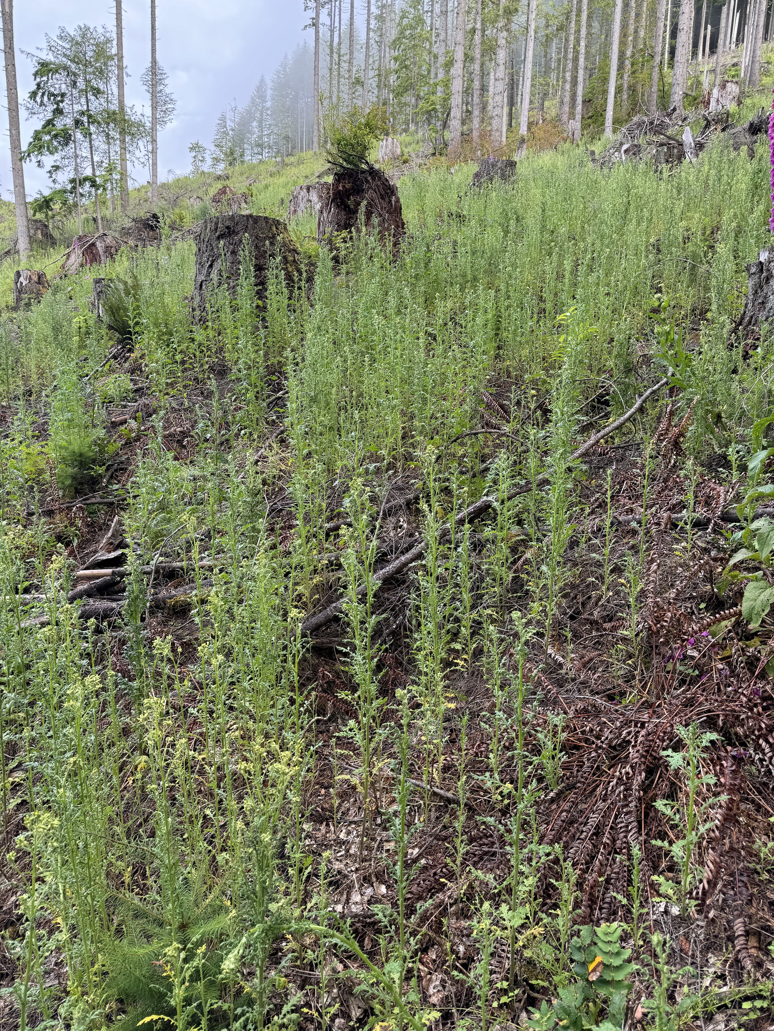 Reforestation on Tiger Mountain — Issaquah Alps Trails Club Reforestation on Tiger Mountain — Issaquah Alps Trails Club